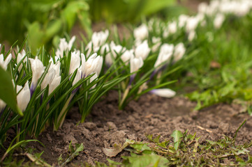 first spring flowers, snowdrops in garden, sunlight