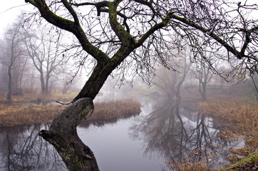 Autumn river in park and mist