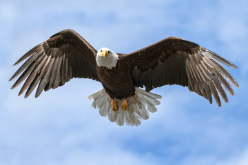 Fototapeta na wymiar American National Symbol Bald Eagle with Wings Spread on Sunny Day Isolated by Sky