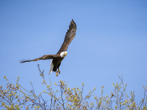 Bald Eagle Taking Flight to Blue Sky as North American Wildlife Symbol