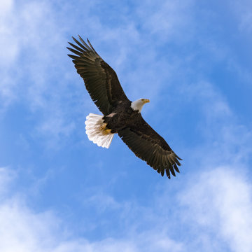 United States National Bird Bald Eagle with Wings Spread Wide and Blue Sky Background