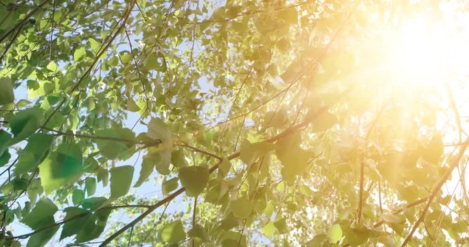Trees leaves. Nature green wood sunlight footage. Hello summer concept