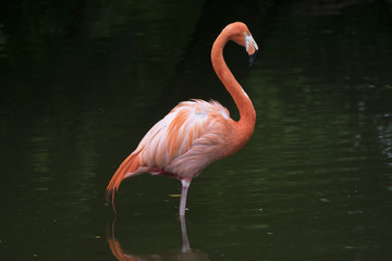 Pink and White Flamingo