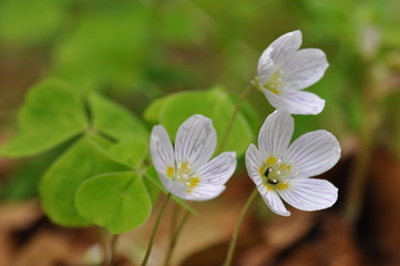 Anemone nemorosa 