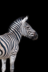 Fototapeta na wymiar Zebra portrait isolated on black background
