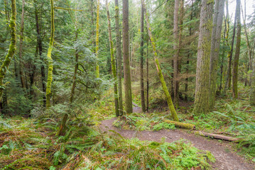 Green thickets in the forest. Beautiful ferns grow between huge trees. 
