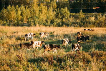Herd Of Cows Grazing In Green Meadow In Summer Evening. Pasture 