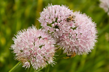 Flowers of wild garlic and a bee on a flower on the lawn