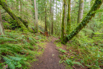 A path in the fairy green forest. The forest along the trail is filled with old temperate trees covered in green and brown mosses.