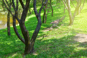chair in trees park with beautiful light, concept: rainy season, hope, new day, fresh, relaxation
