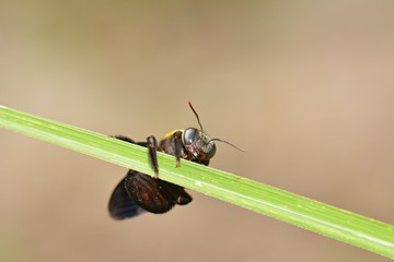 Carpenter bees on grass  blurred  background 