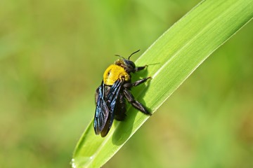 Carpenter bees on grass  blurred  background 
