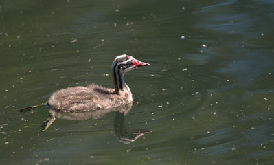 Svasso maggiore giovane sul lago che guarda