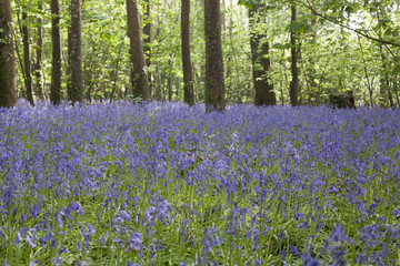 Bluebell wood at Trefusis Estate Flushing Cornwall