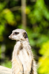 Erdmännchen schaut nach links