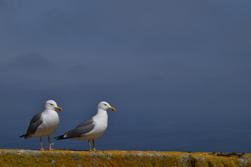 Twin seagulls