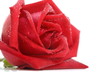 rose rouge recouverte de gouttes d'eau isolée sur fond blanc 