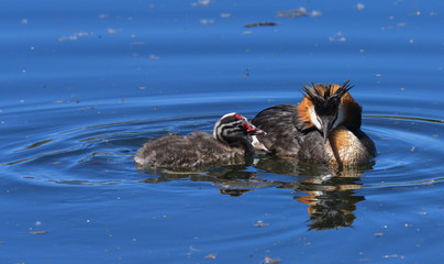 Mamma e piccolo di svasso maggiore sul lago  