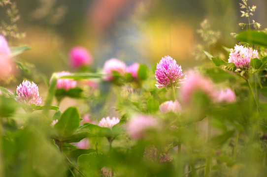 Beautiful large flowers of wild meadow clover in nature on a blurred background in spring in summer  macro with soft focus. Bright colorful artistic image.