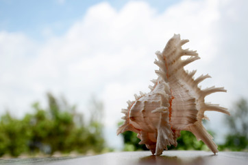 sea shell, shell, Chicoreus, 