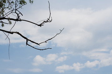 Branch of a tree against the sky