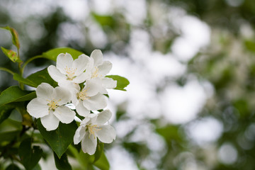 Apple tree in bloom