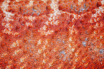 Obraz premium Pattern scales on the skin of the Bearded Dragon (Pogona vitticeps)