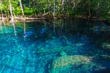 Still blue lake in wild tropical forest