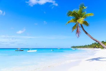 Fototapeta na wymiar Coconut palm grows on white sandy beach