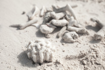 Fototapeta na wymiar White coral fragments lay on sandy beach
