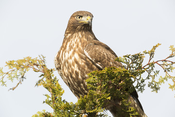 Red-tailed Hawk Watching-Hunting