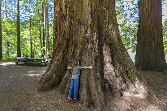 Boy Hugging A Giant Redwood Tree