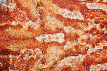 Pattern scales on the skin of the Bearded Dragon (Pogona vitticeps)
