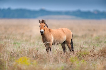 Fototapeta premium Koń Przewalskiego w polu jesienią