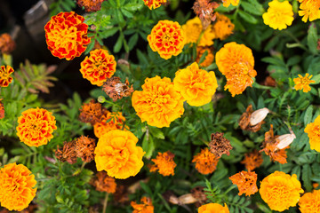 Yellow flowers with green leaf