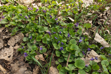 Fototapeta premium Flowering early dog-violets among fallen leaves