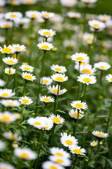 Fototapeta premium ノースポールの花
