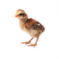 The little chick isolated on white background.