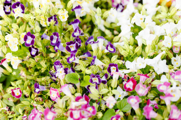 Abstract of small flowers