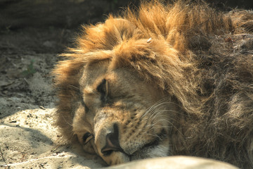 Naklejka premium lion is resting