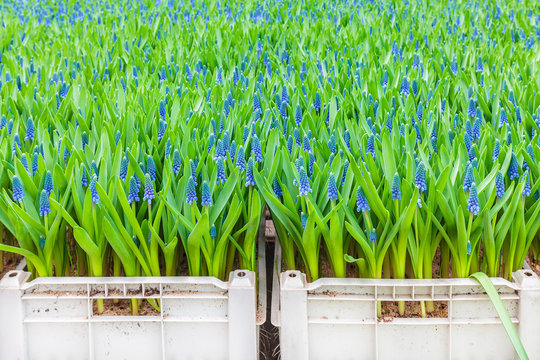 Blue blooming muscari plants in crates