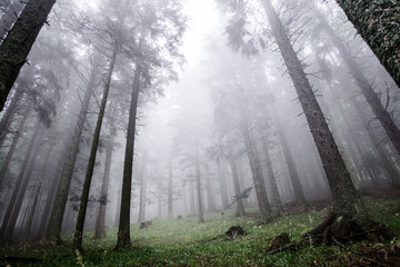 Fototapeta na wymiar mystic forest