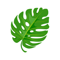 bright tropical leaf isolated on white background