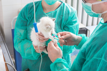Veterinarian examining a cute kitten
