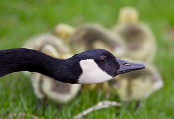Beautiful isolated photo of young chicks of Canada geese under cover of their mom