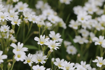 Bl&uuml;ten des Teppich-Hornkrauts