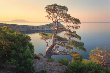 Afwasbaar Fotobehang Beige Amazing tree on the mountain at sunrise. Colorful landscape with old tree with green leaves, blue sea, rocks and yellow sky in the morning. Summer forest. Travel in Crimea. Nature background