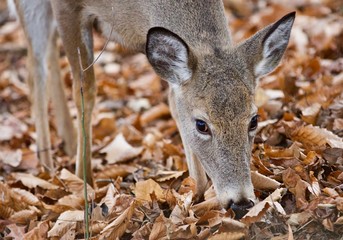 Isolated image of a cute wild deer in forest in autumn