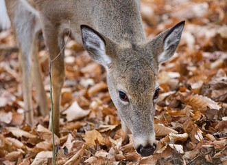Isolated picture of a cute wild deer eating leaves in forest