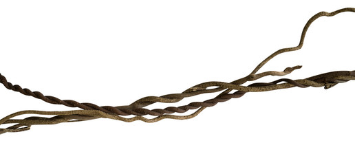 Twisted wild liana jungle vine isolated on white background, path